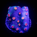 Meteor Shower Cyphastrea
