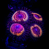 Watermelon Sugar Zoas