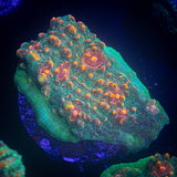 LRO Fukushima Chalice
