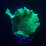 Mint Pavona