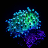 Teal Toadstool