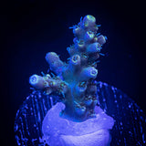 LRO Teal Latistella