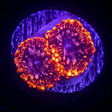 Utter Chaos Zoas