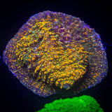 WWC Stellaria Chalice