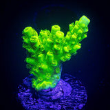 Bali Green Slimer
