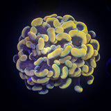 Pink Hologram Hammer