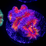 Magma Acan