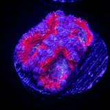 Rainbow Acan