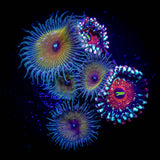 Seduction/Capt. Jerk Combo Zoas