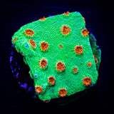 Jingle Bells Cyphastrea