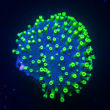 Neon Polyp Toadstool