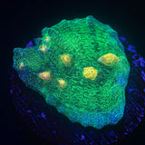LRO Bubble Rampage Green Side