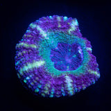 LRO Fruit Tart Asian Acan