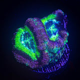 Jawbreaker Asian Acan