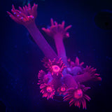 LRO Red Goni