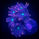 Rainbow Clove Polyps