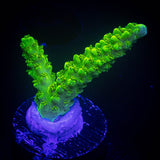 Bali Green Slimer Acro