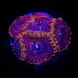 Fairy Fart Zoas