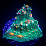 LRO Fukushima Chalice