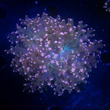Pink Tip Frogspawn