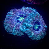 LRO Fruit Tart Asian Acan