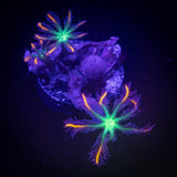 Firework Clove Polyps