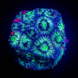 Grafted Favia