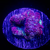 Poisonberry Blasto