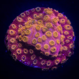 Copperhead Cyphastrea