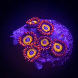 Blue Eye Blondie Zoas