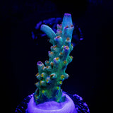 RMF Psychoberry Acro