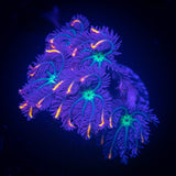 Rainbow Clove Polyps