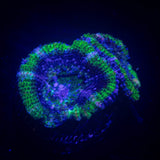 Green Ring Acan