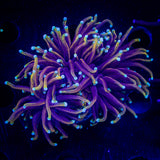 LRO Gold Rush Torch CHUNKY