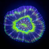 UFO Scoly