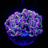 LRO Rainbow Hologram Hammer INSANE