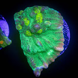 LRO Lemon Drop Chalice