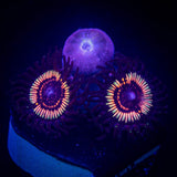 LRO Sugar Rush Zoas