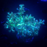 Teal Capnella