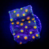 LRO Rainbow Madness Cyphastrea