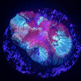 Grafted Favia