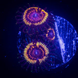 Watermelon Sugar Zoas