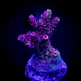 LRO Snow Dragon Acro