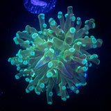 Teal Frogspawn