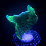 Mint Pavona