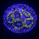 Smurfette Zoas