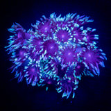 LRO Berrywinkle Goni