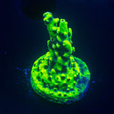LRO Yellow Jacket