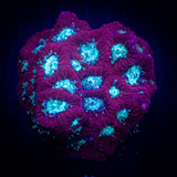 Teal Eye Favites