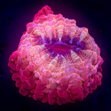 INSANE Indophyllia GUARANTEED BRIGHTEST CORAL IN YOUR TANK
